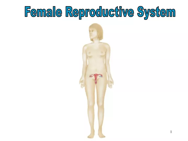 female reproductive system