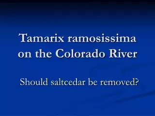 Tamarix ramosissima on the Colorado River