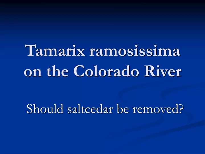tamarix ramosissima on the colorado river