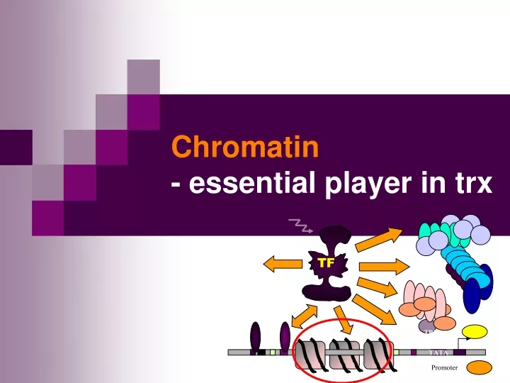 chromatin essential player in trx