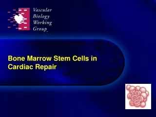 Bone Marrow Stem Cells in  Cardiac Repair