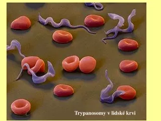Trypanosomy v lidské krvi