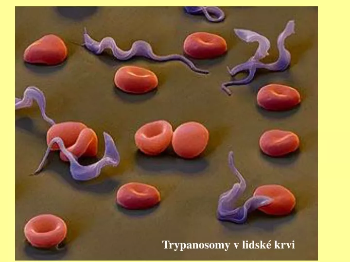 trypanosomy v lidsk krvi