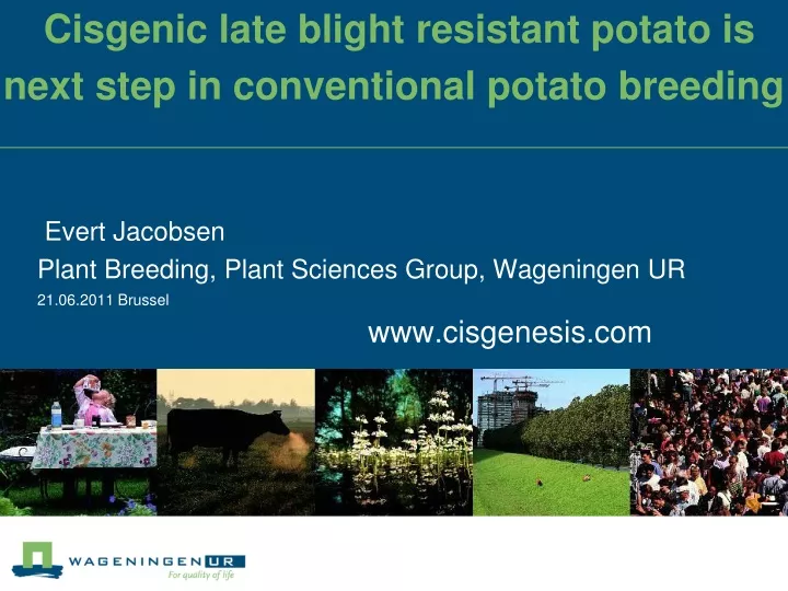 cisgenic late blight resistant potato is next step in conventional potato breeding