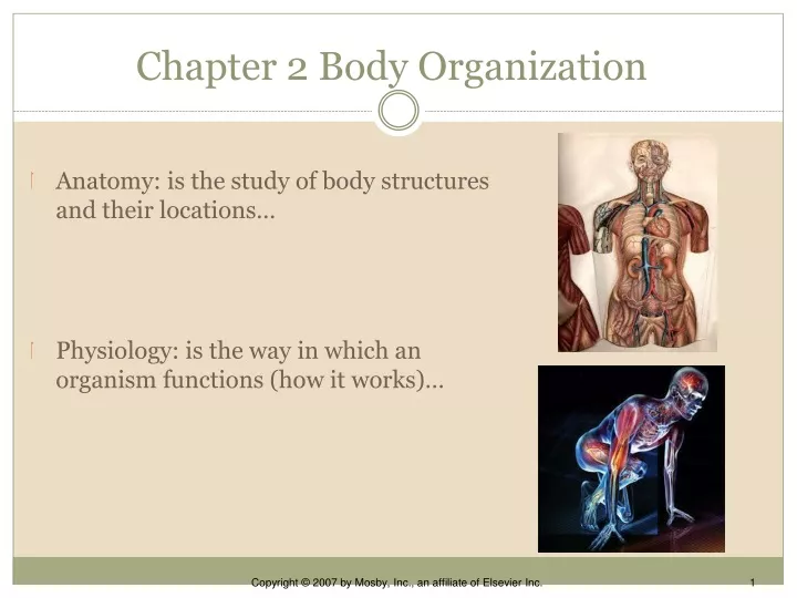 chapter 2 body organization