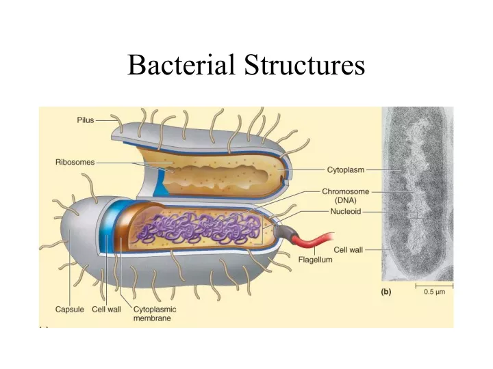 bacterial structures