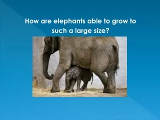 How are elephants able to grow to  such a large size?