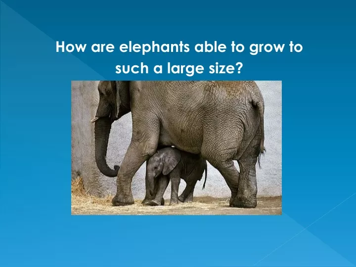 how are elephants able to grow to such a large