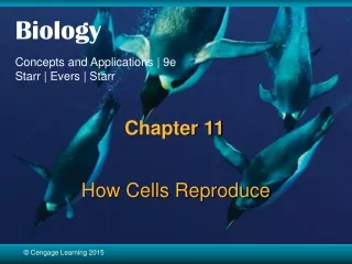 How Cells Reproduce