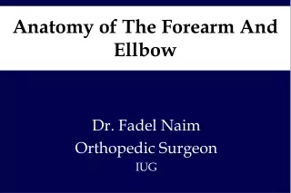 Anatomy of The Forearm And Ellbow