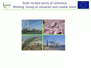 Draft revised terms of reference  Working  Group on estuaries and coastal zones