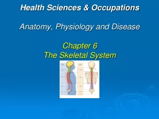 Health Sciences &amp; Occupations Anatomy, Physiology and Disease  Chapter 6 The Skeletal System