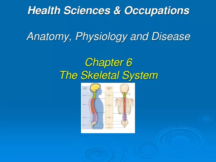 health sciences occupations anatomy physiology and disease chapter 6 the skeletal system