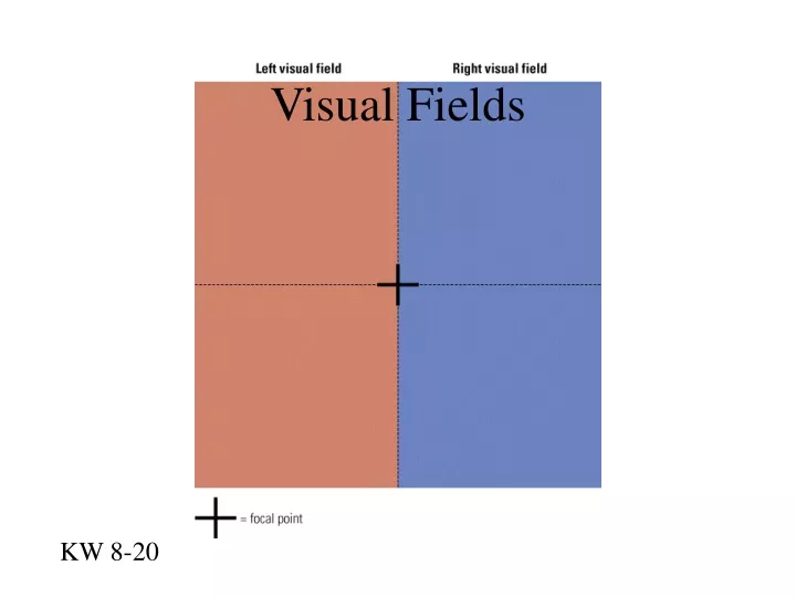visual fields