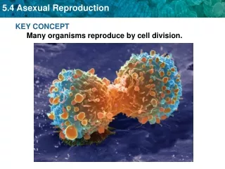 KEY CONCEPT Many organisms reproduce by cell division.