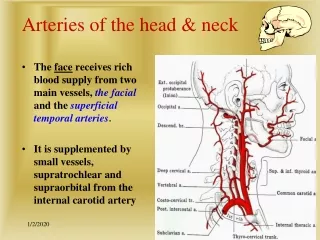 Arteries of the head &amp; neck