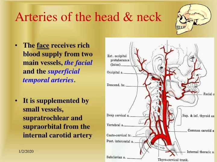 arteries of the head neck