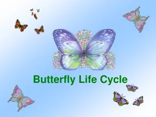 Butterfly Life Cycle