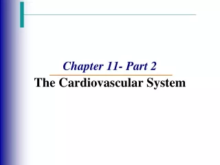 Chapter 11- Part 2 The Cardiovascular System