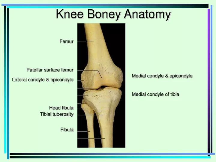 knee boney anatomy
