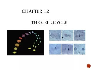 Chapter 12 	The Cell Cycle
