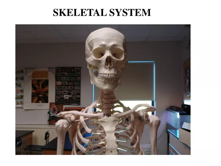 skeletal system