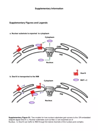 Supplementary Figure S1.  Two models for how nuclear substrates gain access to the  ER-embedded