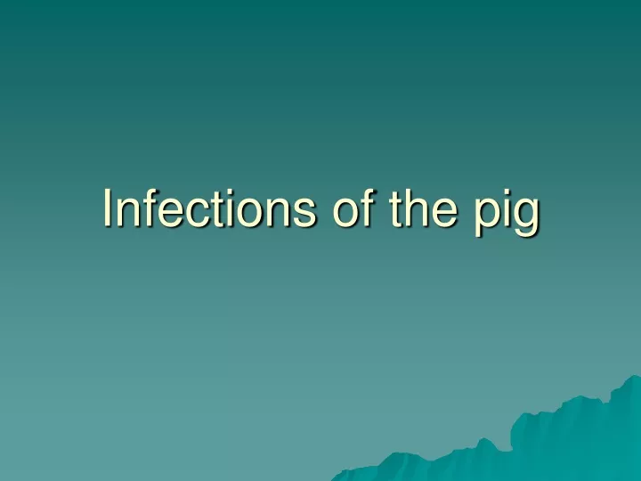 infections of the pig