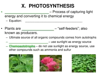 X.  PHOTOSYNTHESIS