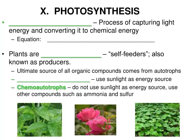 x photosynthesis