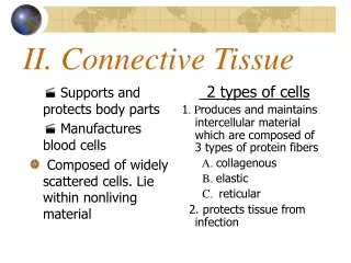 II. Connective Tissue