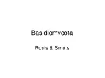PPT - Basidiomycota PowerPoint Presentation, free download - ID:6463926