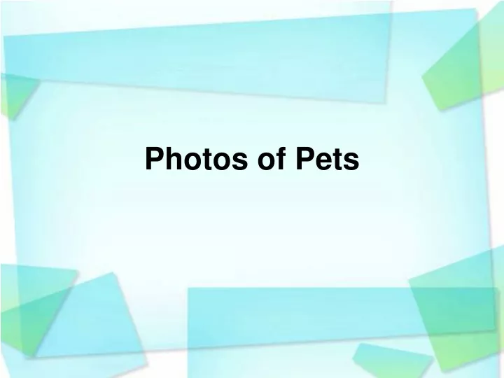 photos of pets
