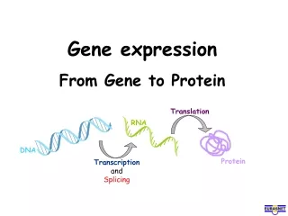 Gene expression From Gene to Protein