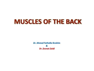 MUSCLES OF THE BACK