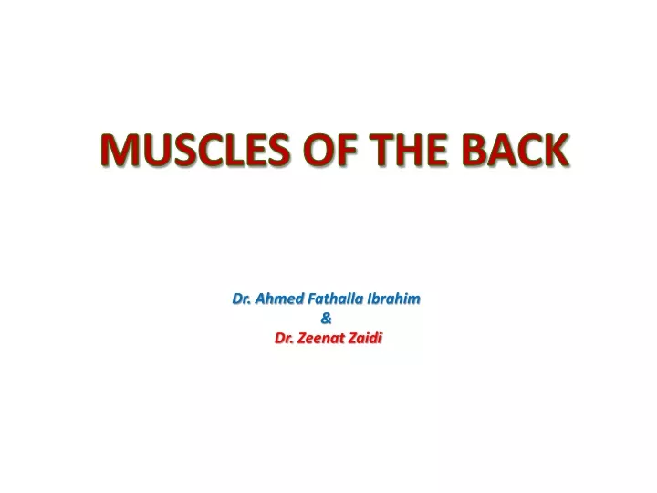 muscles of the back