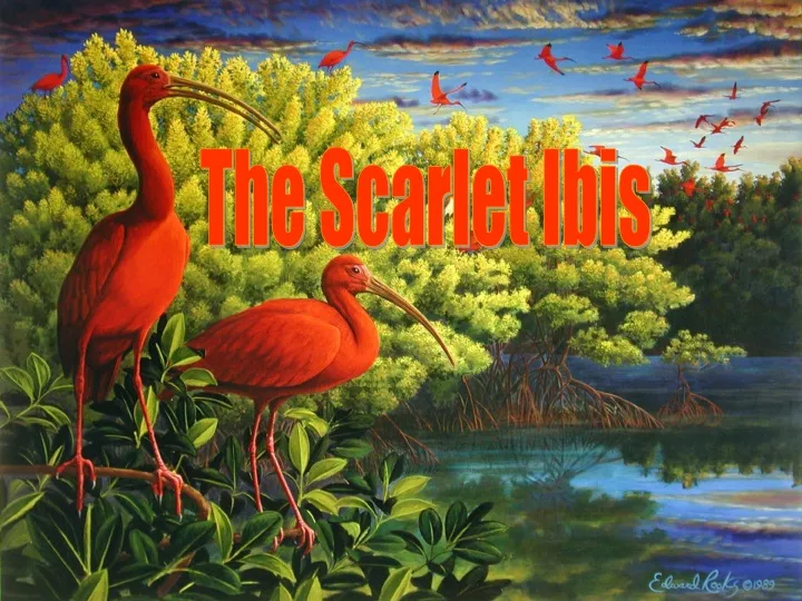 the scarlet ibis