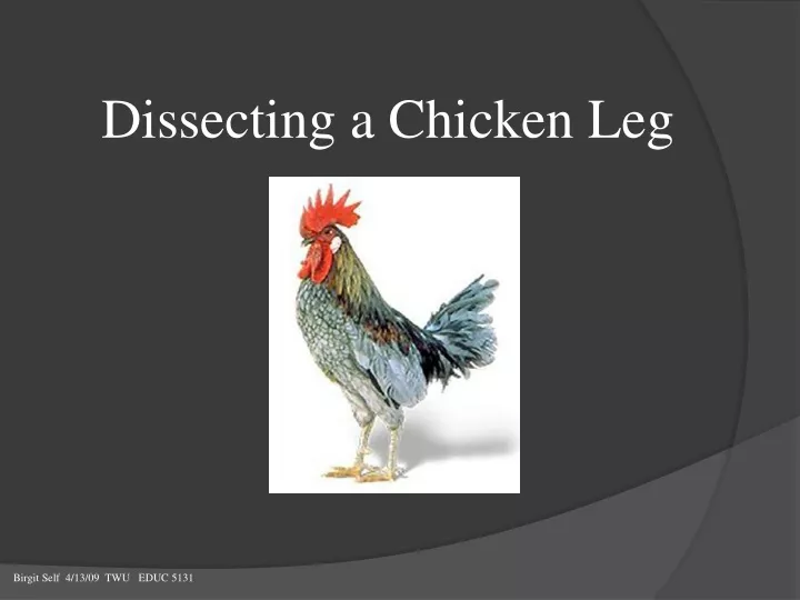 dissecting a chicken leg