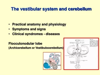 The vestibular system and cerebellum