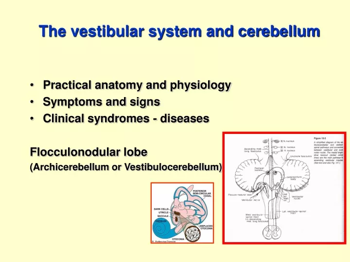 the vestibular system and cerebellum