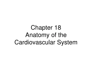 Chapter 18 Anatomy of the  Cardiovascular System