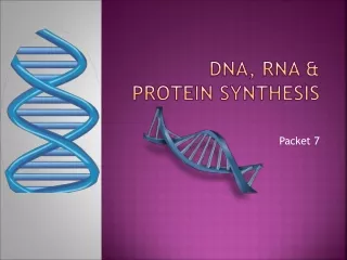 DNA, RNA &amp; Protein Synthesis