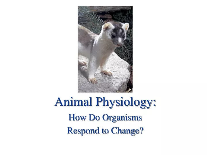 animal physiology