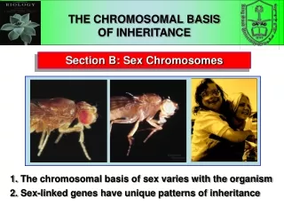 Section B: Sex Chromosomes