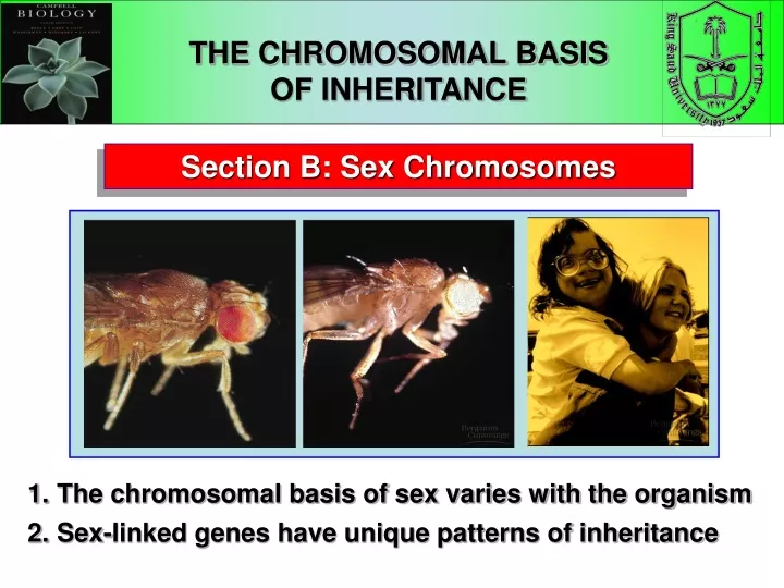 the chromosomal basis of inheritance