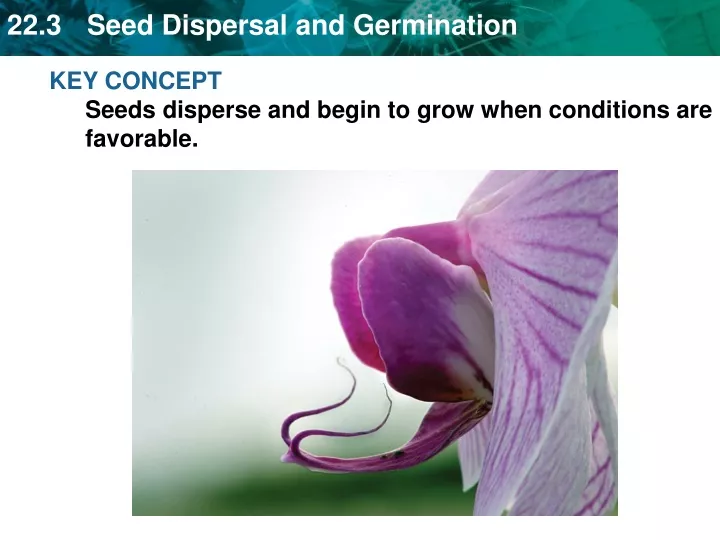 key concept seeds disperse and begin to grow when