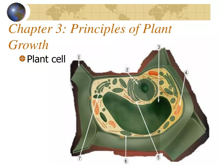 chapter 3 principles of plant growth