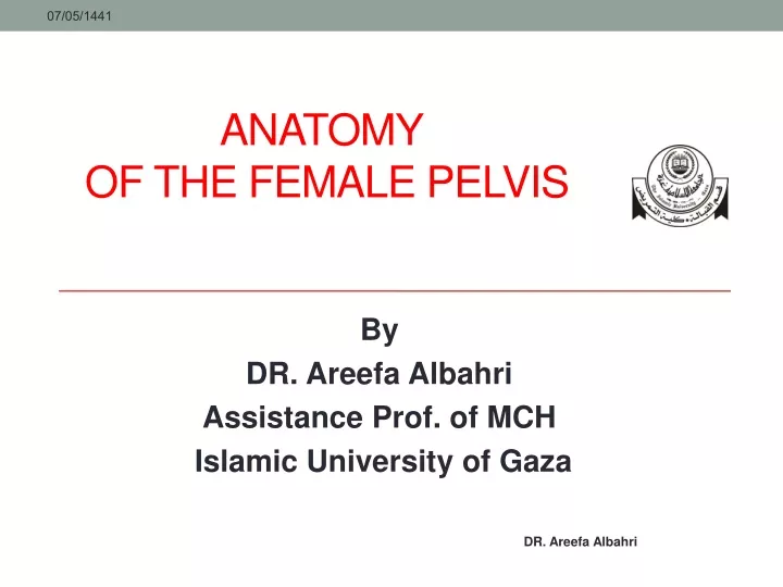 anatomy of the female pelvis