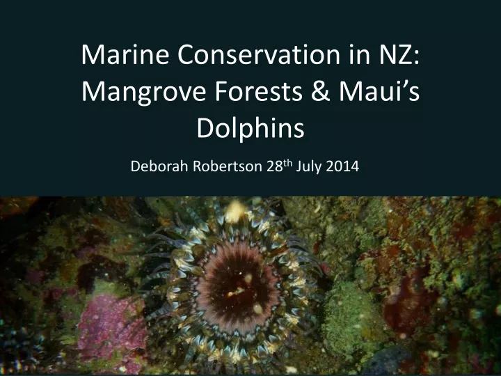 marine conservation in nz mangrove forests maui s dolphins