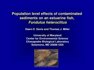 Population level effects of contaminated  sediments on an estuarine fish,  Fundulus heteroclitus